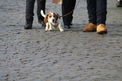 Low section of people walking on footpath