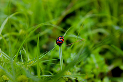Close-up of ladybug on plant