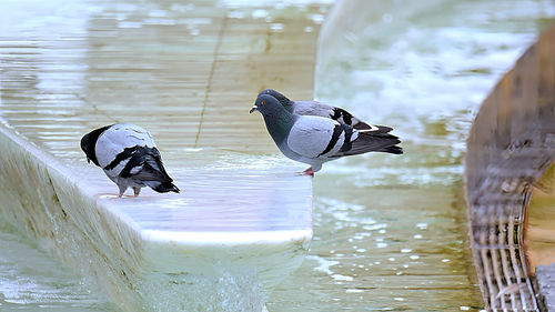 Close-up of duck swimming in lake