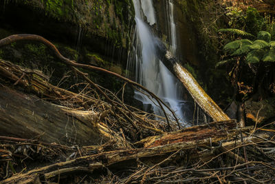 Scenic view of waterfall in forest