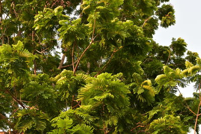 Low angle view of trees