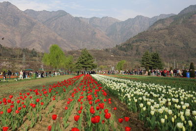 Tulip garden srinagar kashmir spring 2021