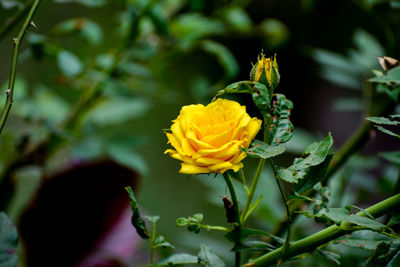 Close-up of yellow flowering plant