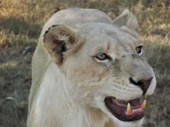 Close-up of a cat