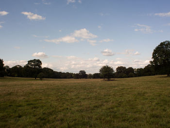 Trees on field against sky