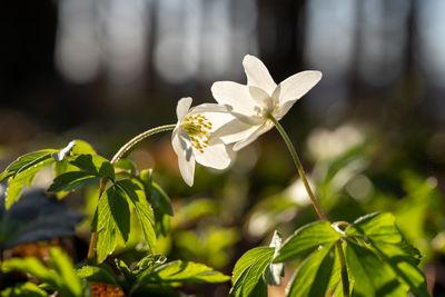 Close-up of white flowering plant