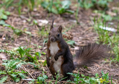 Squirrel on a field