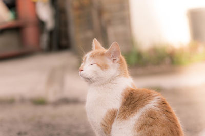 Close-up of a cat looking away