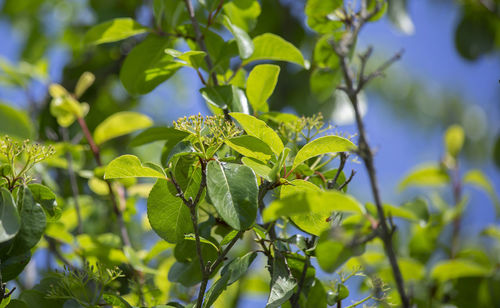 Close-up of fresh green leaves