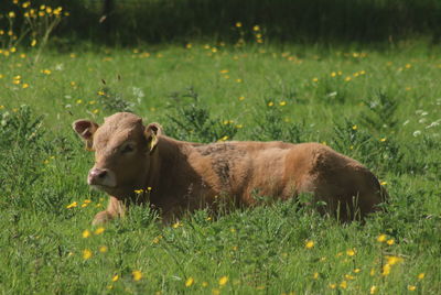 Sheep in a field