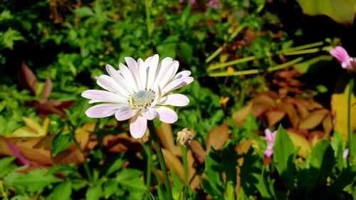 Close-up of white flowering plant