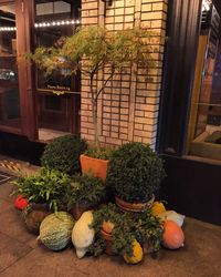 Close-up of potted plants