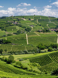 Scenic view of agricultural field against sky