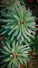 Close-up of leaves