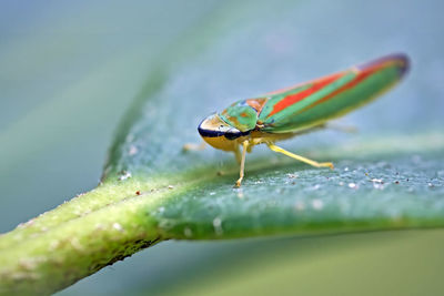 Close-up of insect on leaf