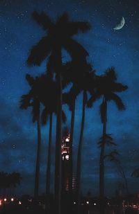 Low angle view of palm trees against sky at night