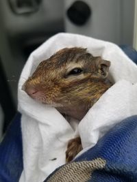 Close up of a chipmunk wrapped in a towel after water rescue.
