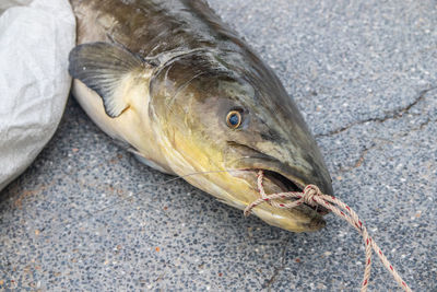 High angle view of dead fish