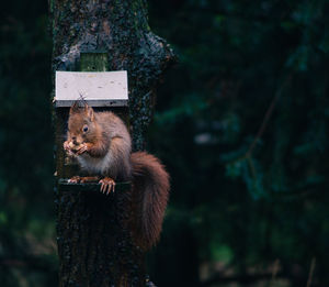 Squirrel eating nuts