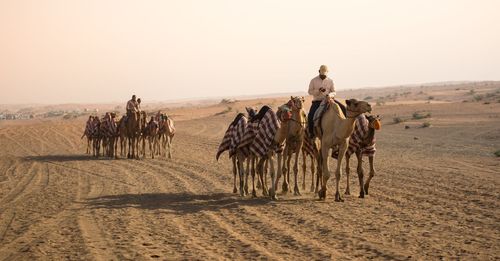 People riding camels on desert against sky