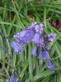 Close-up of purple flowers blooming outdoors