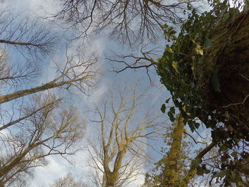 Low angle view of trees against sky