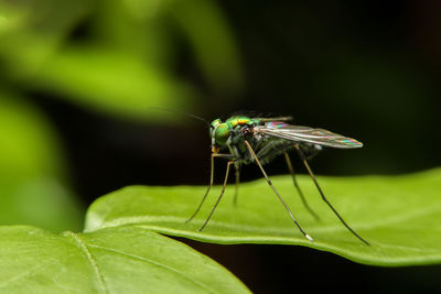 Close-up of insect on leaf