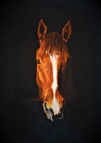 Close-up of a horse against black background