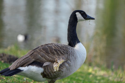 Side view of a bird