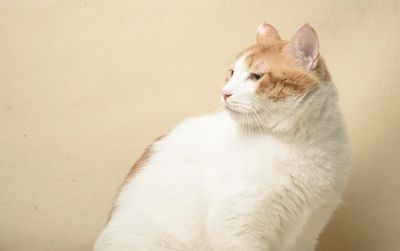 Close-up of ginger cat