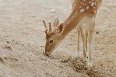 Deer in a field