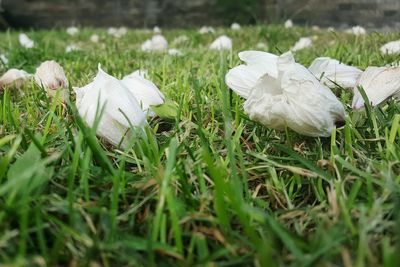 Close-up of plant on grassy field