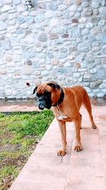 Dog looking away on wall