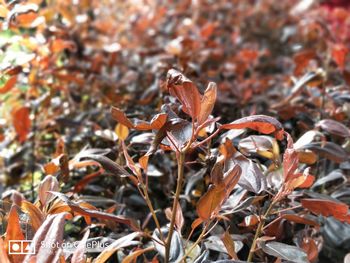 Close-up of autumn leaves