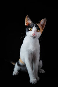 Portrait of cat sitting against black background