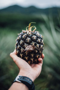 Cropped hand holding pineapple