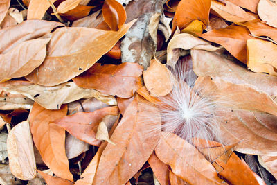 Full frame shot of dry leaves