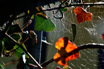 Close-up of spider web on leaves