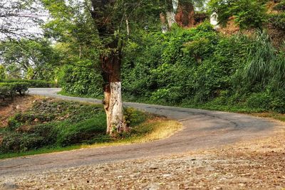 Road amidst trees in forest