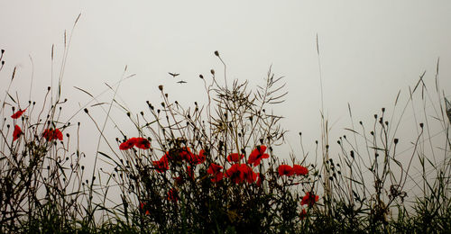 Close-up of red poppies on field against sky