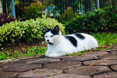 Cat looking away