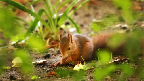 View of squirrel on land