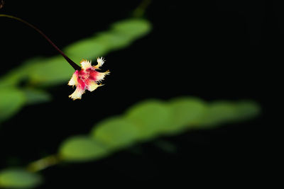 Close-up of red flower