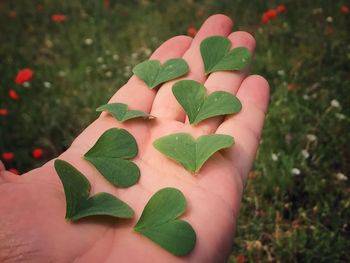 Cropped hand holding heart shape leaves on field