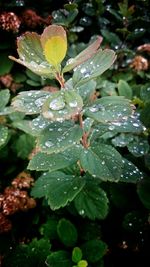 Close-up of water drops on leaf