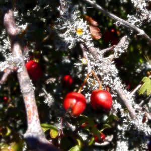 Close-up of leaves on tree