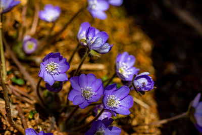 Flower in nature