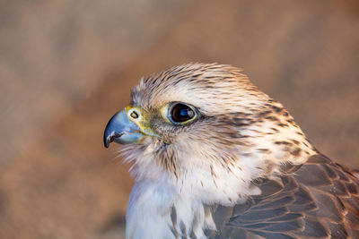 Close-up of a bird looking away