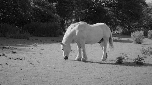 Horse standing in a field