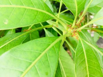 Close-up of insect on leaf